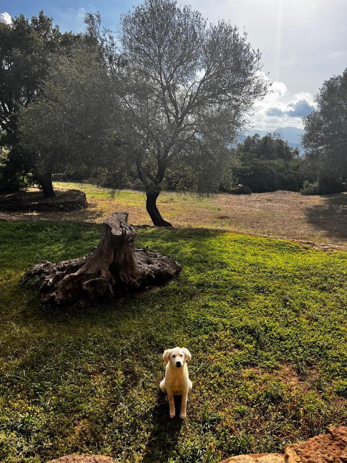Agriturismo Conca' E Janas 多尔加利 外观 照片