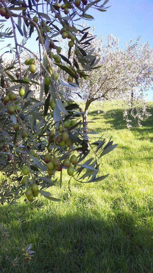 Agriturismo Conca' E Janas 多尔加利 外观 照片